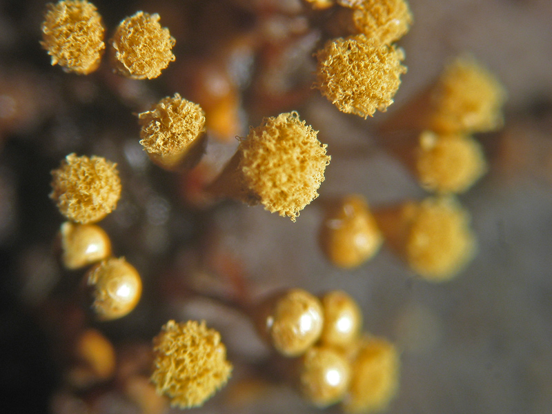 Hemitrichia sp. ?